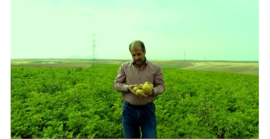 اجرای طرح آزمایشی بر روی مزارع سیب زمینی در استان کردستان شهرستان قروه